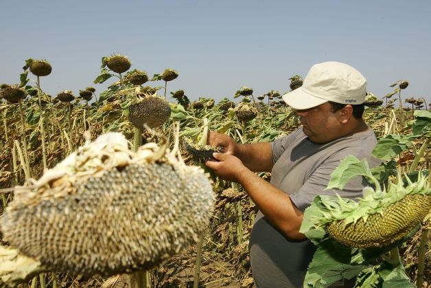 Guvernul refuză starea de urgenţă în agricultură