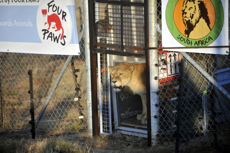 Patru leoaice din România se bucură de libertate în Africa