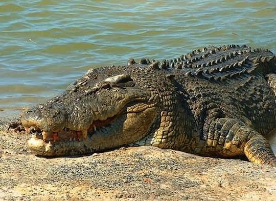 Poliţiştii şi pompierii vânează un crocodil în Bavaria