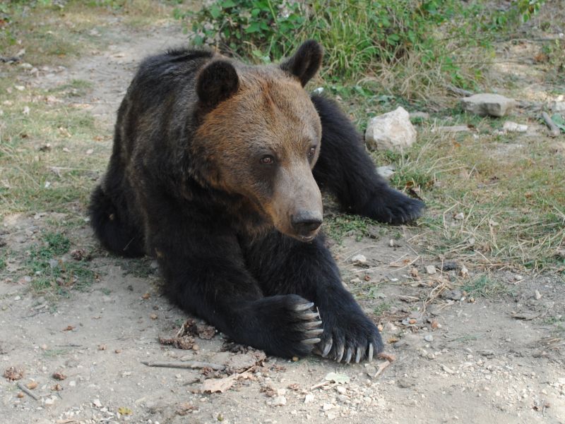 POZA CARE TE VA FACE SĂ ZÂMBEŞTI. Ursul căzut din copac