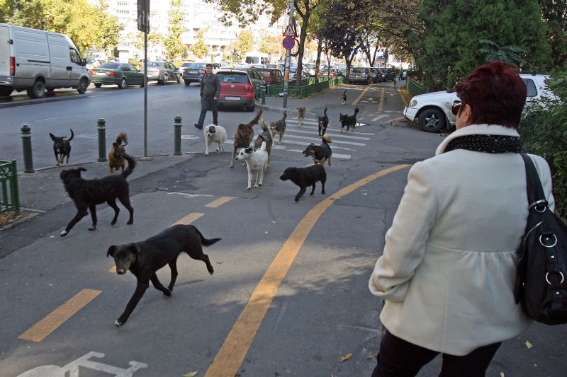 Un bătrân a murit încercând să se apere de câini