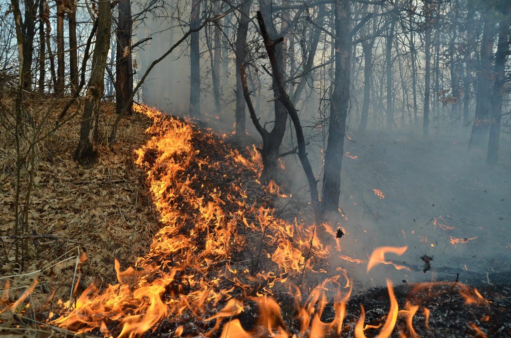 C-o bărdiţă ş-un grătar am făcut pădurea jar. Şase hectare de pădure sunt scrum