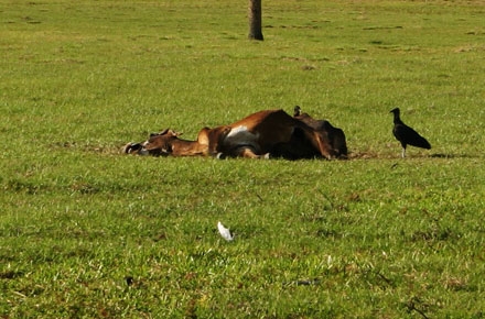 INCREDIBIL. Au dezgropat o vacă moartă de câteva zile şi au mâncat-o. Acum riscă să se ÎMBOLNĂVEASCĂ