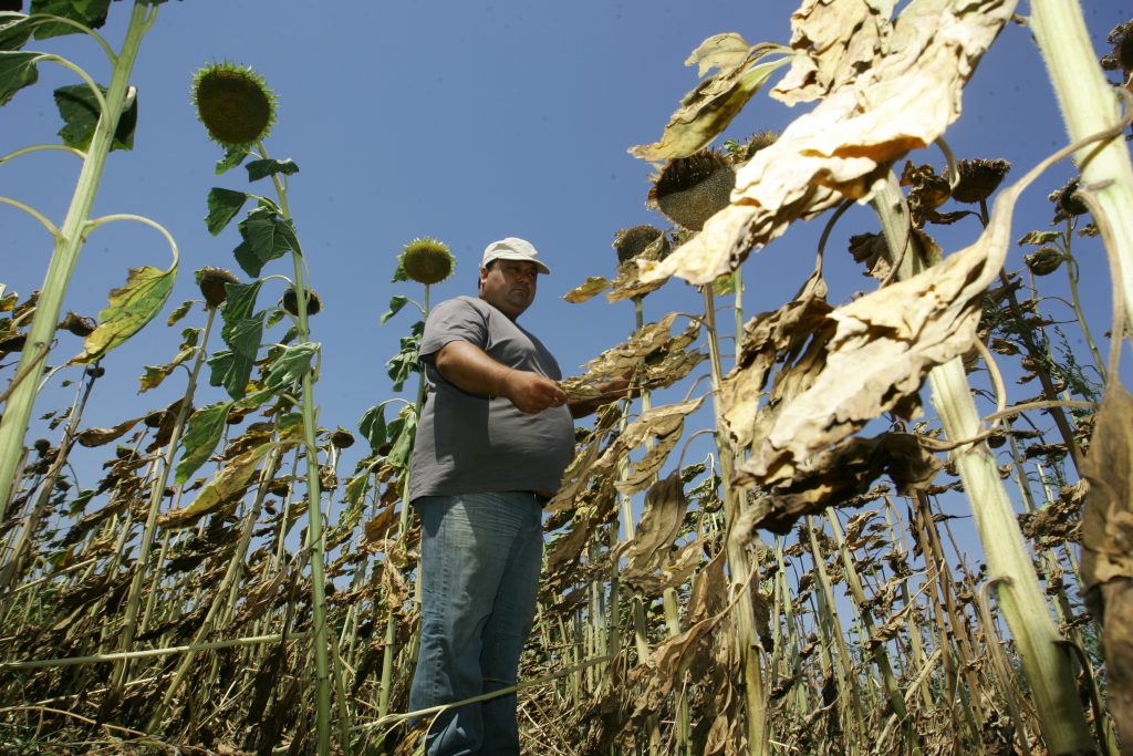 Mai mult de jumătate din producţia agricolă din Suceava, compromisă