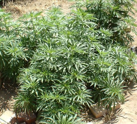 ADIO GRÂU! EXPORTĂM CANNABIS. 60 de kilograme de droguri pentru Italia, găsite în judeţul Neamţ