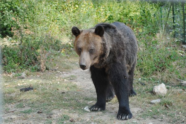 CARANTINĂ în Dâmboviţa: Ursul era TURBAT! Zona este încercuită pe o rază de 30 km