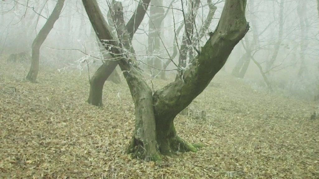 Crimă şi sinucidere în pădure