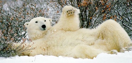 Favoriţii la "fotoliul prezidenţial" din Alaska: un urs polar şi un lup! | VIDEO