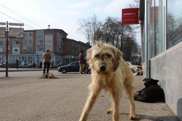 Sterilizare gratuită a câinilor din Bucureşti