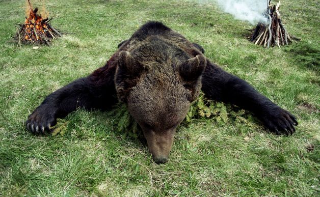 Ursul turbat a deschis Cutia Pandorei. Începe marea vânătoare din munţii României