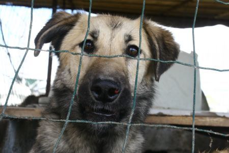 Zeci de câini otrăviţi în Moscova
