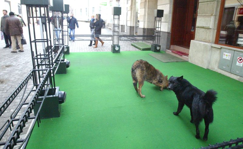 "Hotelul de lux" al animalelor abandonate de la Cernavodă