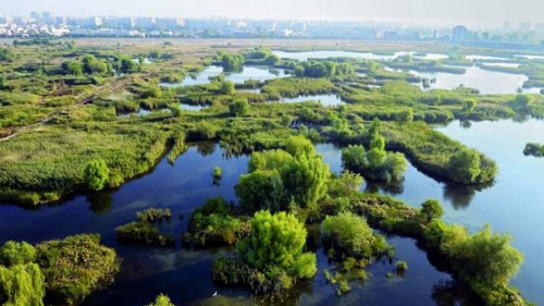 Presa străină: Lacul Văcăreşti, o comoară ecologică în mijlocul Bucureştiului