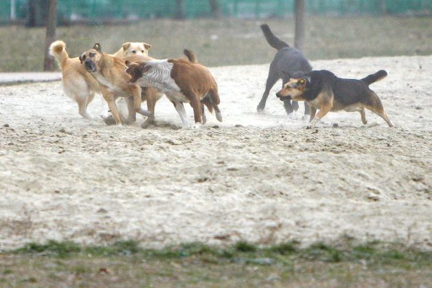 REVOLTĂTOR. FETIŢĂ de 9 ani, SFÂŞIATĂ de o HAITĂ de câini maidanezi