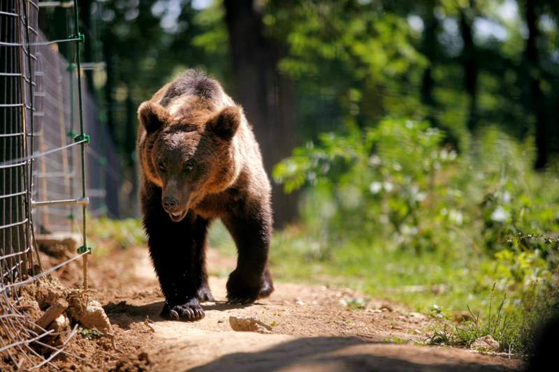 Un urs a atacat un cioban. Acesta a ajuns la spital cu răni grave