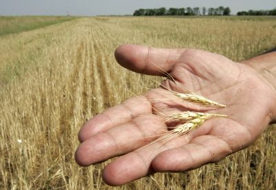 Agricultorii se plâng de secet?, dar au exportat de dou? ori mai mult decât în 2011