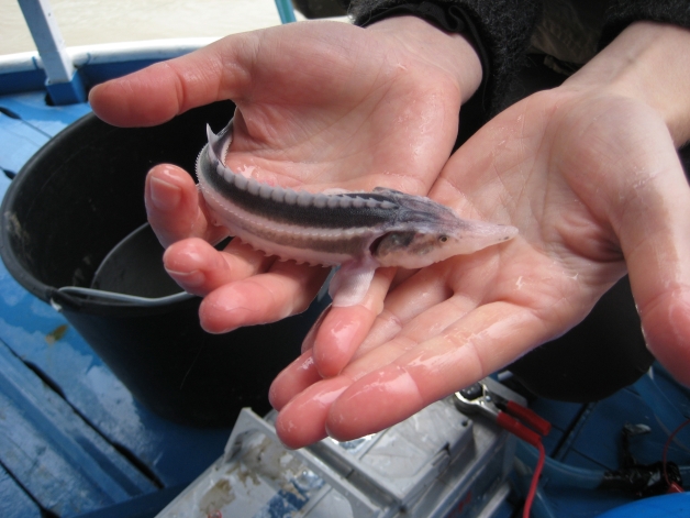 Exemplare de sturioni siberieni, specie pe cale de dispariţie, prezentate publicului la Galaţi