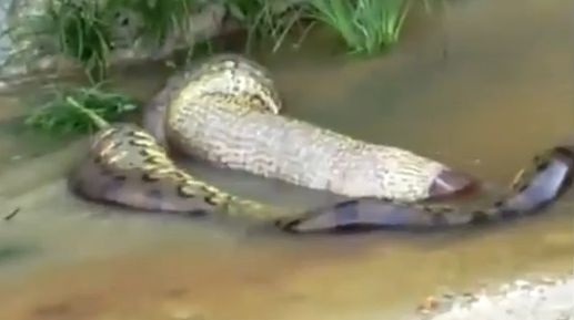 Un ?ARPE anaconda regurgiteaz? o VAC? | VIDEO