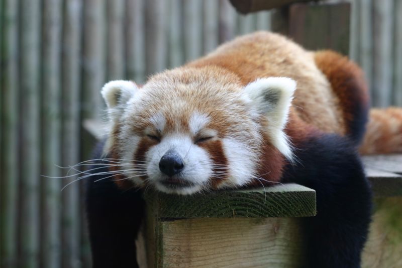 VIRALUL ZILEI. Sperietura unui Red Panda. Un clip de 400 de mii de vizualiz?ri în câteva zile