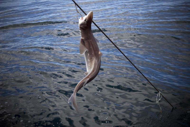 Doi pescari, salva?i de o nav?, dup? ce au plutit o lun? în largul m?rii