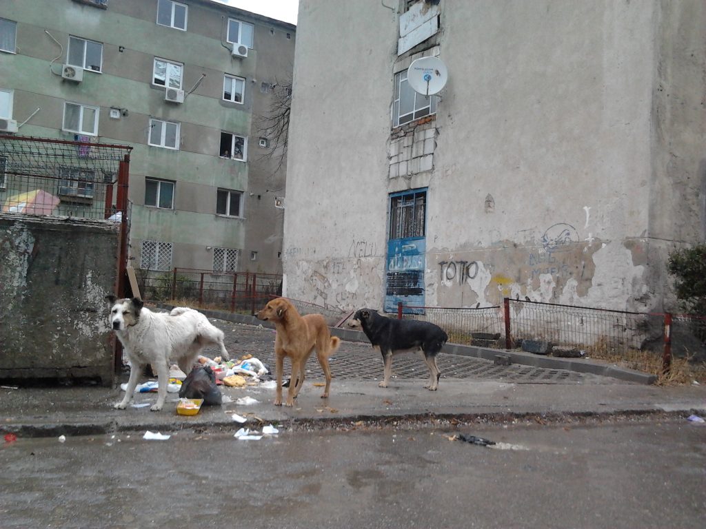 JURNAL DE PE FRONTUL ALEGERILOR. BUCURE?TI. În Baicului, doar câinii au ie?it pe strad?