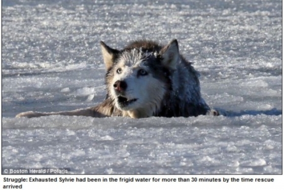 EMOŢIONANT! Cum a fost salvat un căţel husky din apele îngheţate ale unui râu