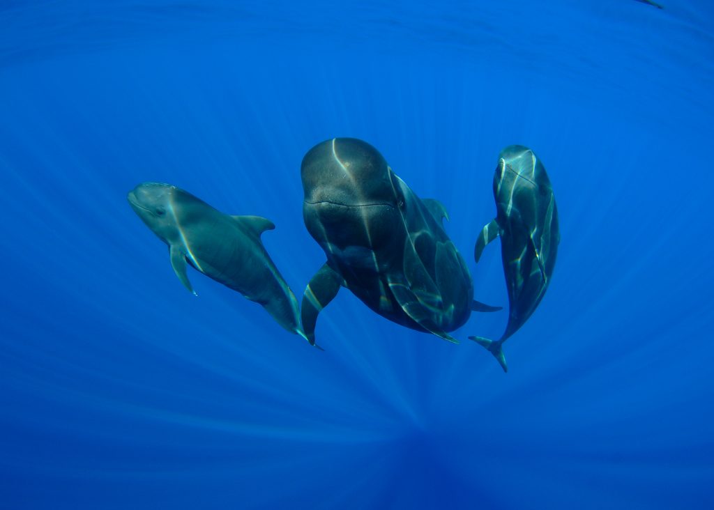 O familie de balene