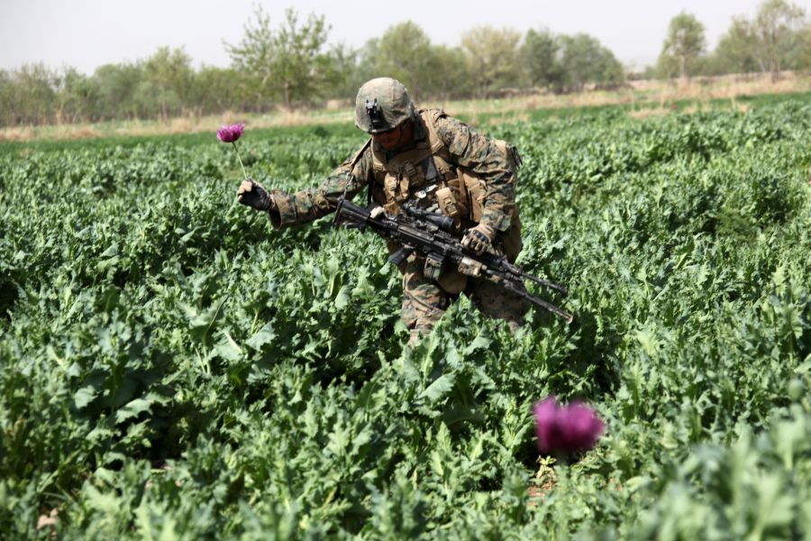 Suprafață-record pentru producția de droguri în Afganistan