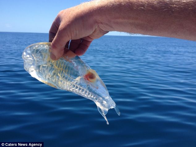 Un pescar din Noua Zeelandă a descoperit o CREATURĂ BIZARĂ, TRANSPARENTĂ | GALERIE FOTO