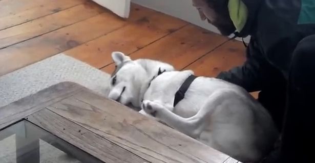 VIDEO UIMITOR. Cum reacționează un Husky atunci când stăpânul îl trimite în cușcă