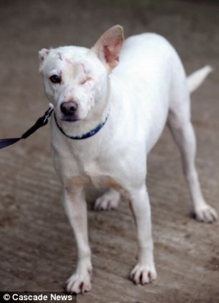 Cățeluș adoptat după ce a fost mutilat cu acid. “Toți câinii drăgălași își găseau rapid familii. Nimeni nu îl vroia pe Ralph, pentru că era desfigurat”