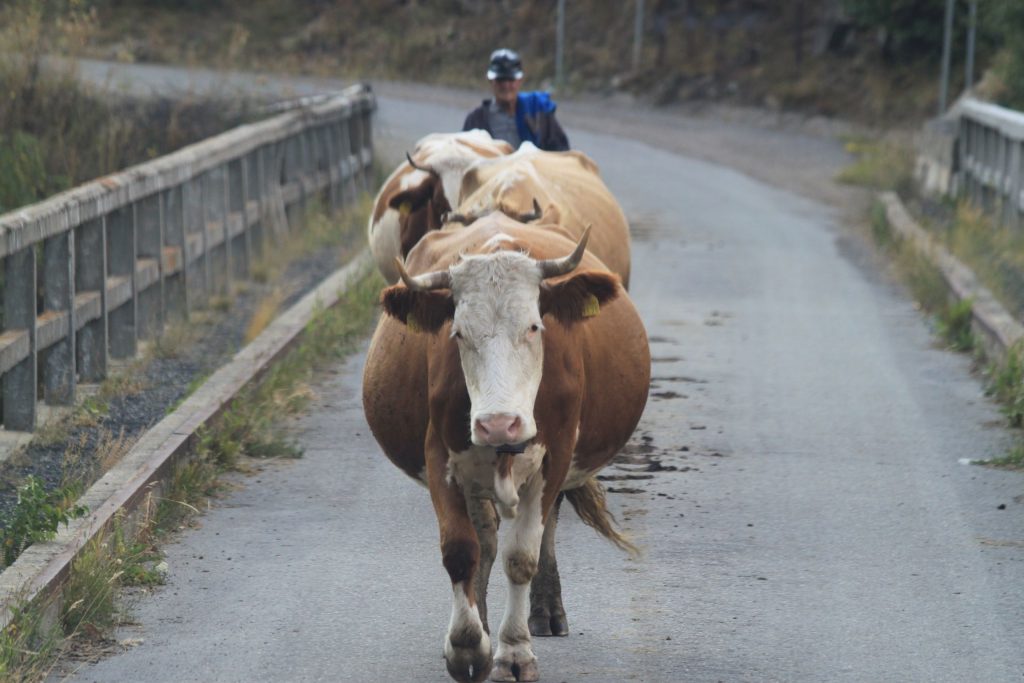 E oficial: România va exporta vaci și carne de vacă în China