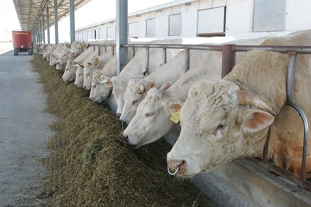 Fermierii români se duc la cursuri, să învețe să vândă animale chinezilor
