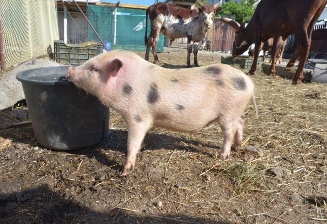 Porcul românesc a intrat la cură de slăbire