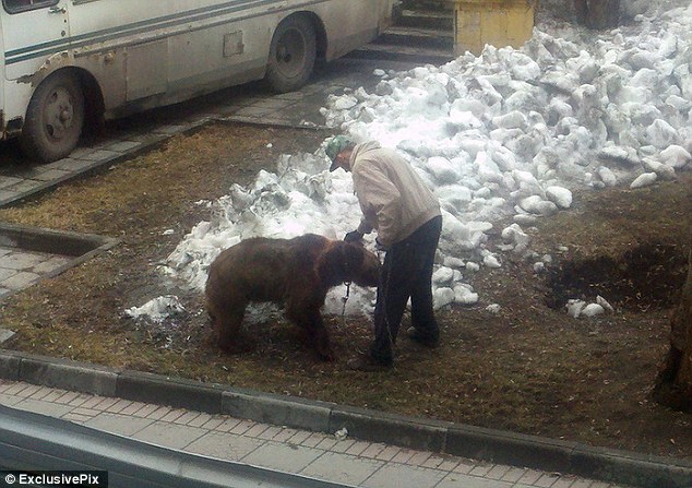 Rușii ȘOCHEAZĂ din nou. Doi prieteni din Rusia își plimbă zilnic URȘII | FOTO