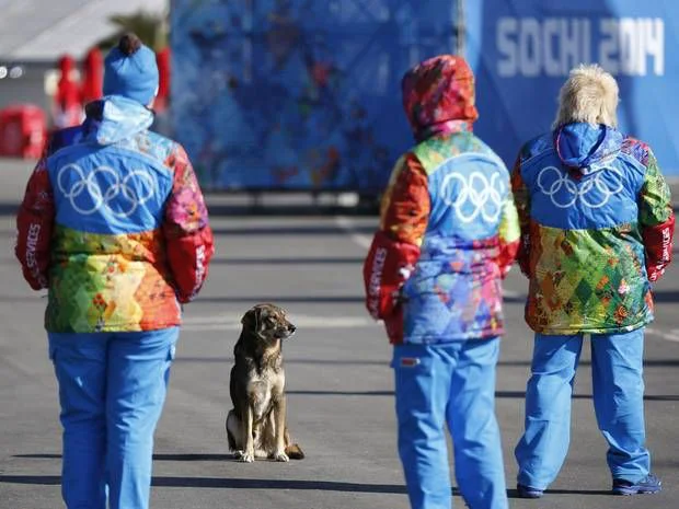 SOCI 2014. Cum rezolvă un miliardar rus problema câinilor maidanezi