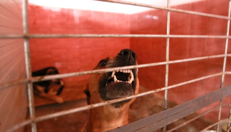 Alertă în Belgia. Câini maidanezi din România, transportați ilegal. Animalele ar putea suferi de turbare