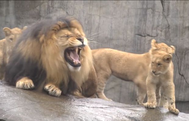 Cum reacţionează un leu când îşi vede TRIPLEŢII pentru prima dată | VIDEO