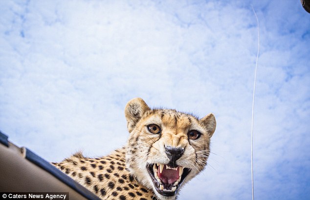 Experiență unică. Ce-a făcut un pui de ghepard curios când a văzut o mașină cu turiști | GALERIE FOTO