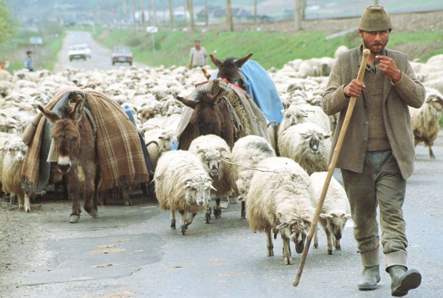 Până să facă export de oi în China, fermierii trebuie să profite de deschiderea pieţei către Turcia