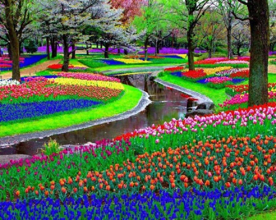 Parcul Keukenhof din Olanda, cea mai mare grădină de flori din lume, s-a deschis publicului | GALERIE FOTO