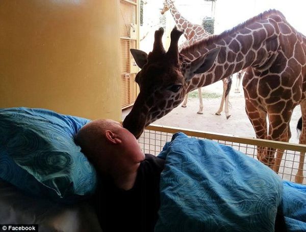 Sărutul unei girafe. Un îngrijitor ZOO bolnav de cancer îşi ia adio de la animale| FOTO