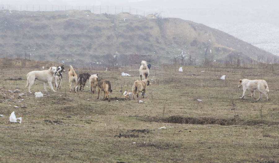 ȘOCANT. Maidanezii au SFÂȘIAT de vii animalele de la o FERMĂ din Galați