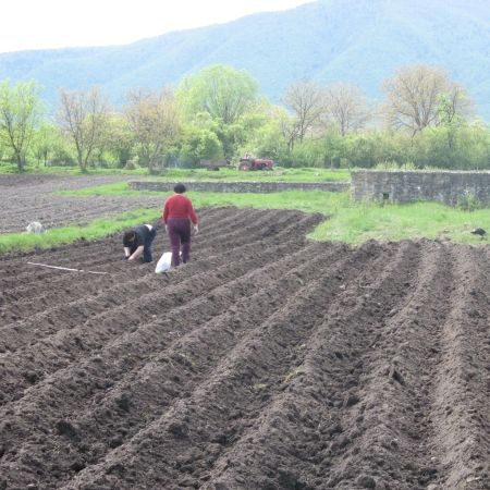 Un vas de epocă romană, descoperit de un sătean care se afla la arat în comuna hunedoreană Râu de Mori