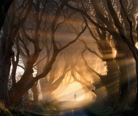 20 de tuneluri magice realizate din copaci. Locurile prin care ar trebui să te plimbi măcar o dată | GALERIE FOTO