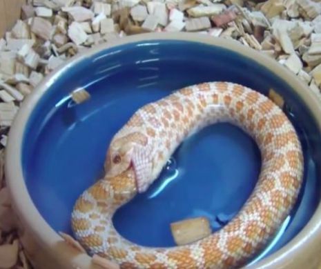 Anomalie a naturii: Un şarpe se înghite pe el însuşi | VIDEO