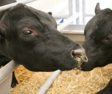 APIA a plătit ieri subvenții pentru animale în valoare de peste 29 de milioane de euro