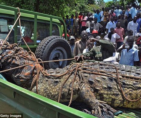Bestia din adâncuri a fost prinsă. Crocodilul de 80 de ani ș-a mâncat ultima victimă în urmă cu câteva zile GALERIE FOTO