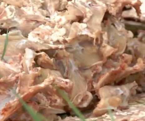 Carne de pui EXPIRATĂ aruncată pe câmp
