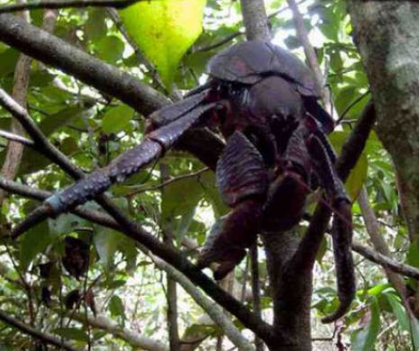 Crabul de cocotier, unul dintre cele mai CIUDATE animale | GALERIE FOTO